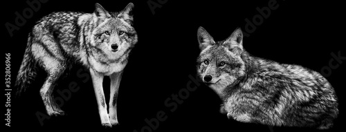 Obraz na płótnie Template of coyote in B&W with black background w salonie