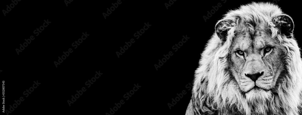 Template of Lion in B&W with black background