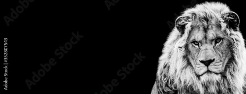 Fototapeta Naklejka Na Ścianę i Meble -  Template of Lion in B&W with black background