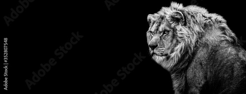 Template of Lion in B&W with black background