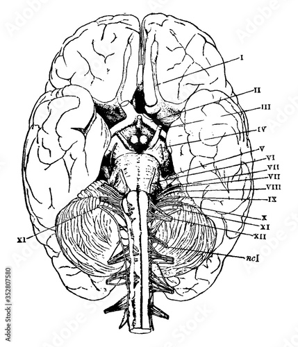 Human Brain, vintage illustration.
