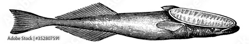 Remora, vintage illustration.