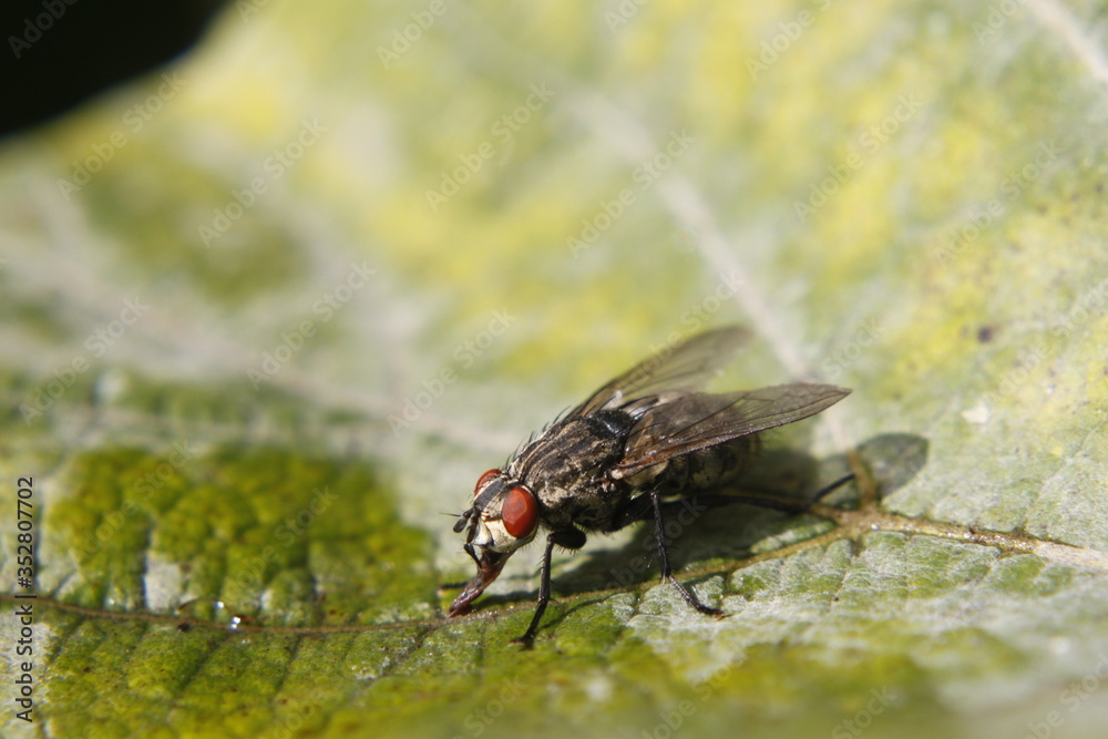 Flea macro shot - bokeh background Flea macro shot - bokeh background