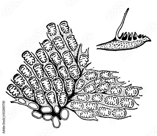 Bryozoan, vintage illustration.