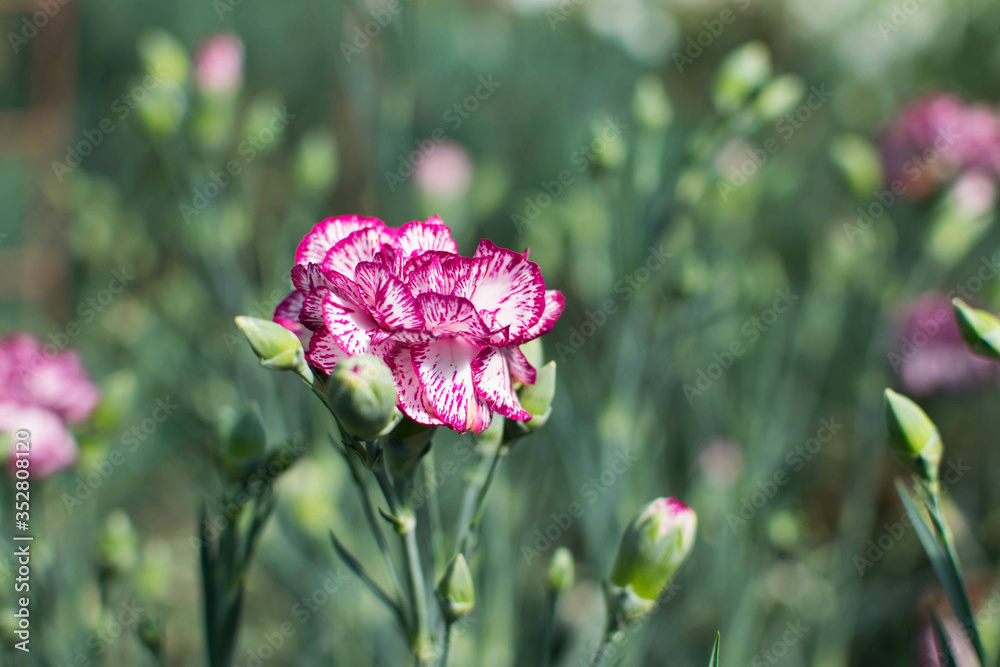 Obraz premium White and purple colored carnation flower.