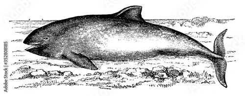 Принти на полотні The Porpoise, vintage illustration.
