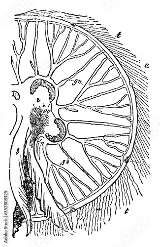 Aurelia Aurita, vintage illustration.