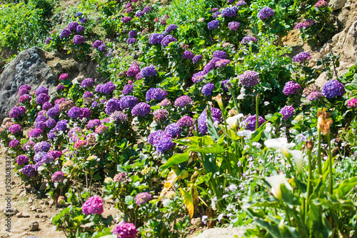 Flower field or farm with full of full bloomed purple Hydrangea macrophylla flower.