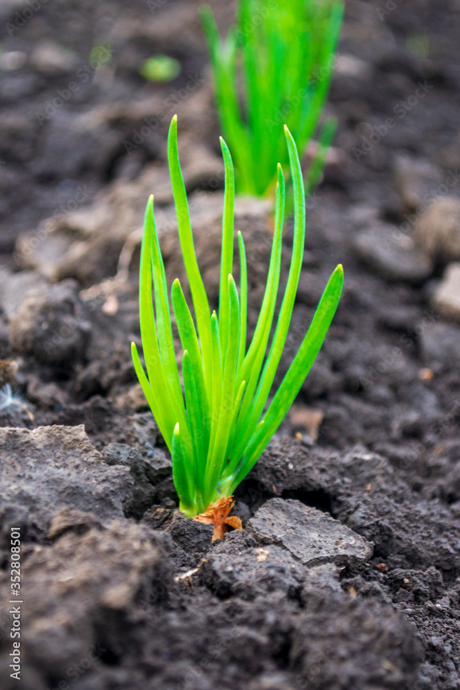 green onion in the ground