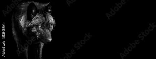 Template of black wolf in B&W with black background © AB Photography