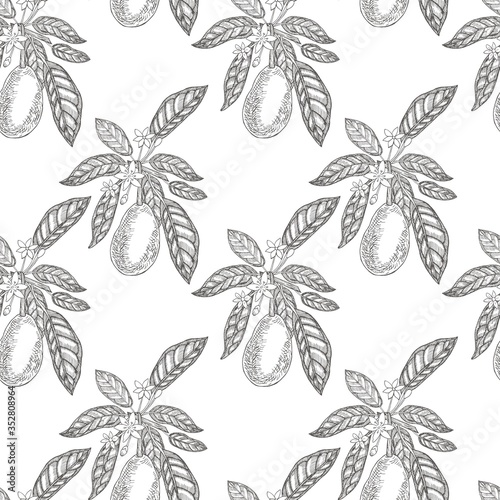 Avocado seamless pattern on a white background. Botanical illustrations in the engraving style. Collection of hand drawn flowers and plants. Tropical evergreen fruit plant.