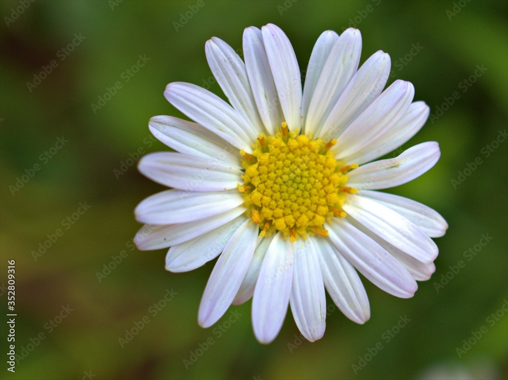 Fototapeta premium Closeup white common daisy (oxeye) flower in garden , yellow pollen of daisy ,macro image
