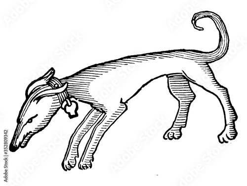 Dog, vintage illustration.