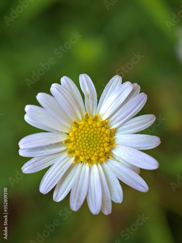 Closeup white common daisy (oxeye) flower in garden , yellow pollen of daisy ,macro image © Suganya