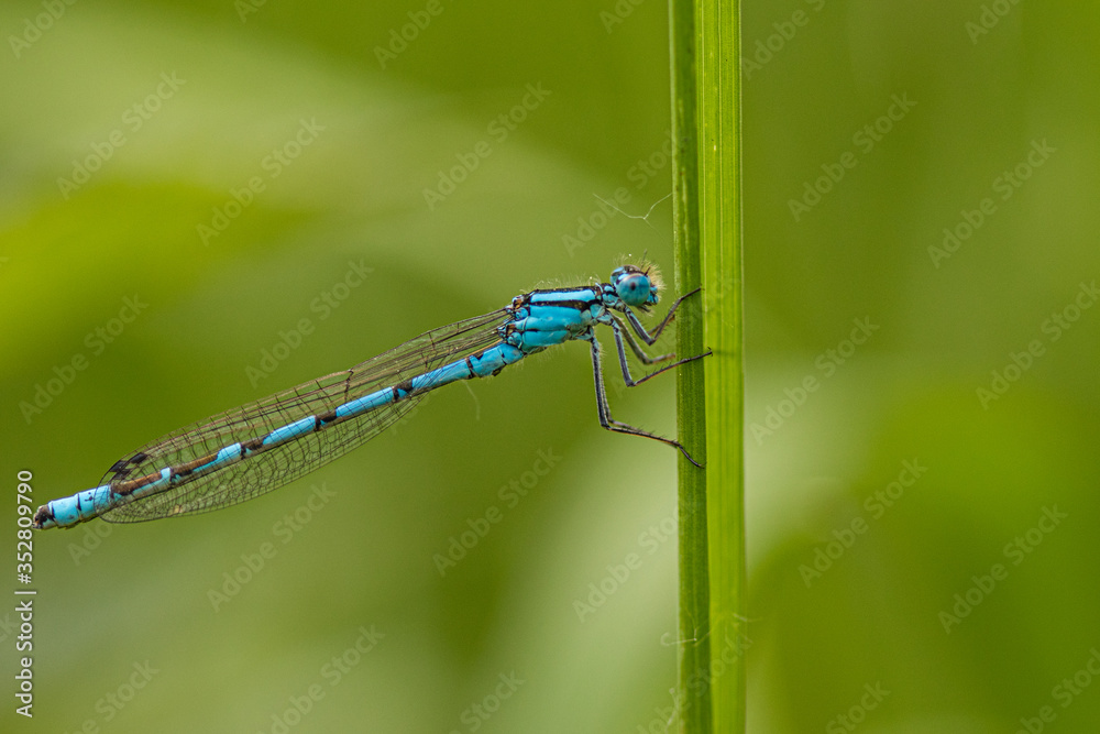 Common Blue Damselfly on a blade of grass Common Blue Damselfly on a blade of grass