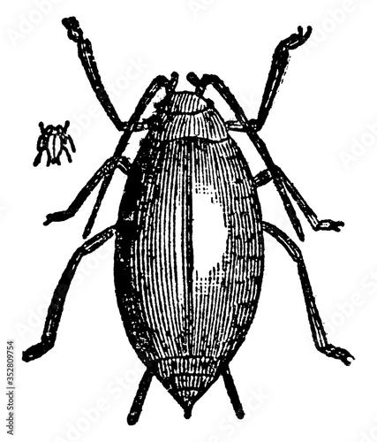 Hop Aphid (Larva) or Plant Lice, vintage illustration.