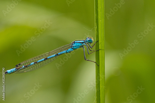 Common Blue Damselfly on a blade of grass © Nigel Matthews
