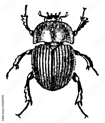 Dung Beetle, vintage illustration.