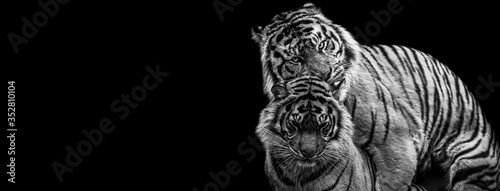 Template of Tiger in B W with black background