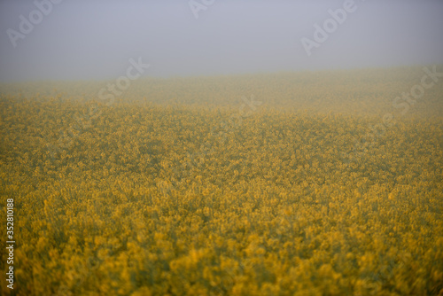 Żółte pole rzepaku spowite w porannej mgle