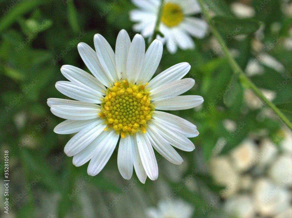 Closeup white petals of common daisy flower (oxeye) plants in the garden with green blurred background ,soft focus ,macro image for card design Closeup white petals of common daisy flower (oxeye) plants in the garden with green blurred background ,soft focus ,macro image for card design