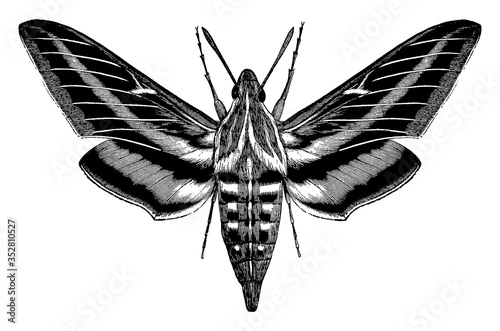 White lined morning sphinx, vintage illustration.