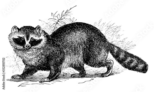 Raccoon, vintage illustration.