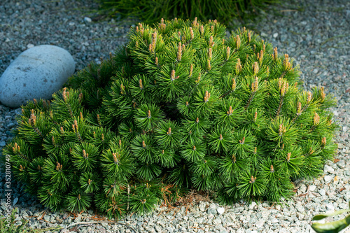Cultivar dwarf mountain pine Pinus mugo var. pumilio in the rocky garden. photo