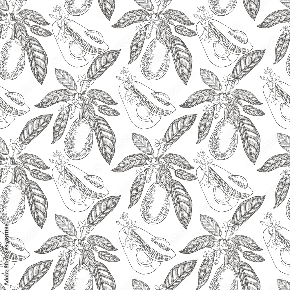 Fototapeta premium Avocado seamless pattern on a white background. Botanical illustrations in the engraving style. Collection of hand-drawn flowers and plants. Tropical plant.