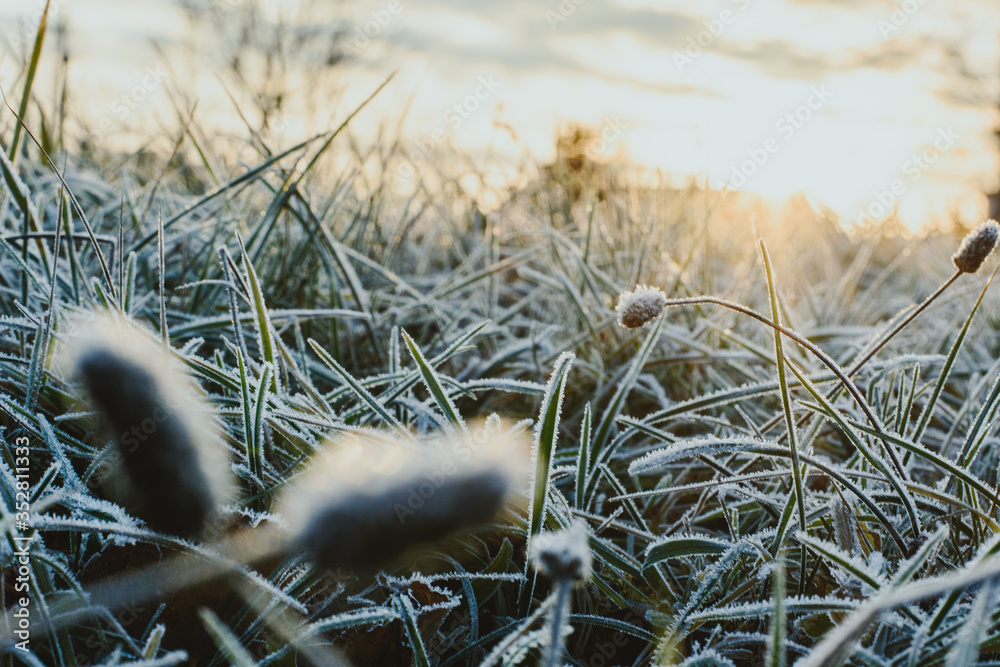 frost-bitten grass, in white hoarfrost, close-up, in backlight