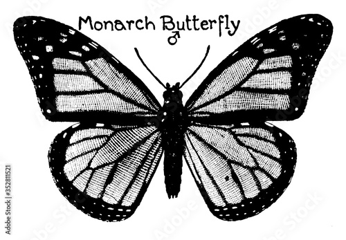 Monarch Butterfly, vintage illustration.