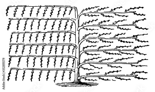 Horizontal Training, vintage illustration.