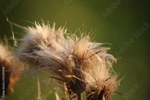 Thistle down close up