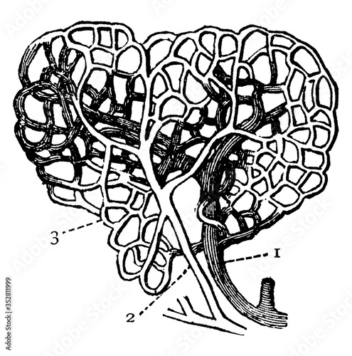 Capillaries, vintage illustration.