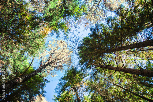View of the tops of trees from below on a bright sunny day. © murika
