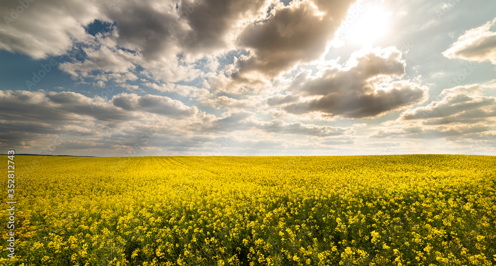 Yellow rapeseed field against the sky with clouds.