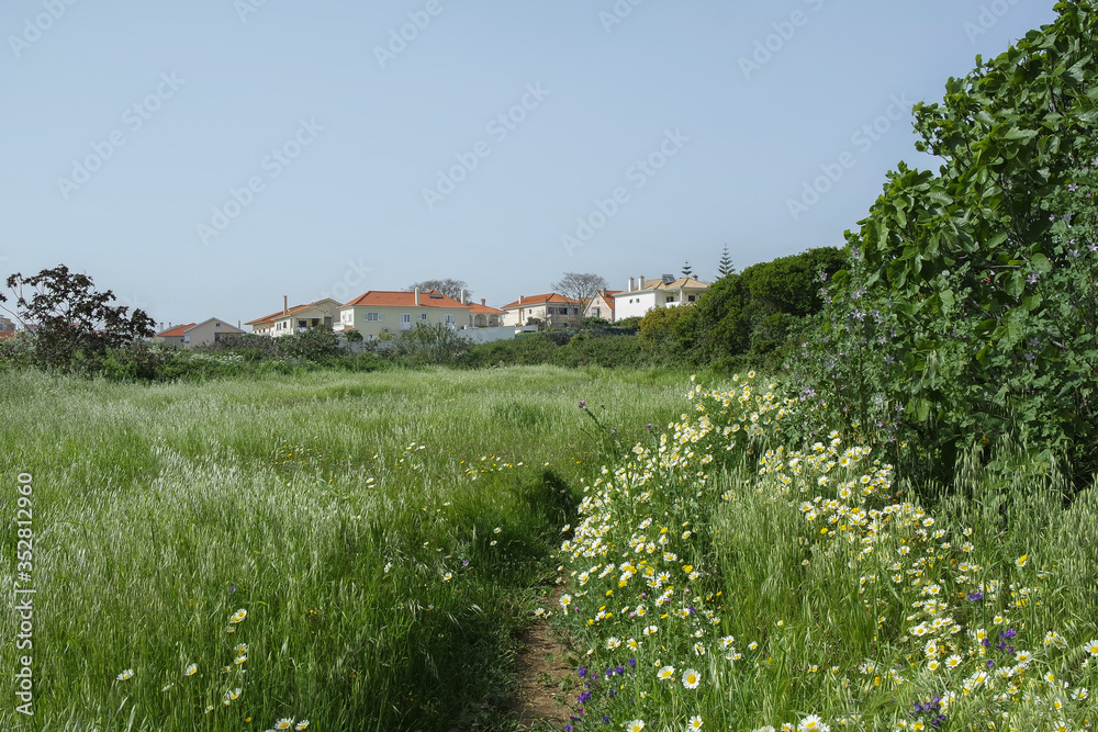Pathway in the grass to the houses