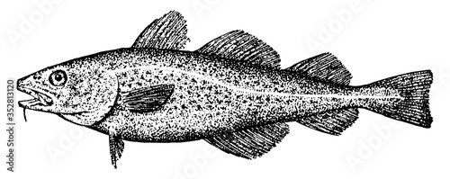 Codfish, vintage illustration.