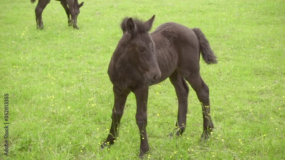 Relaxed cute black young horse in a field Relaxed cute black young horse in a field