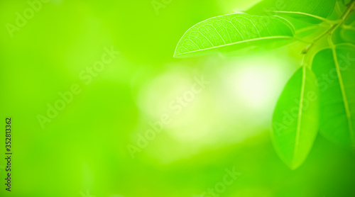 Closeup of beautiful nature view of green leaf on blurred greenery background in garden with copy space using as background natural green plants landscape, ecology, fresh wallpaper concept.