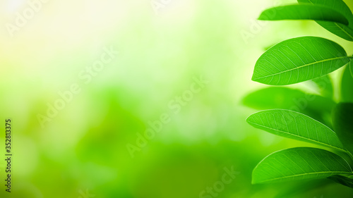 Closeup of beautiful nature view of green leaf on blurred greenery background in garden with copy space using as background natural green plants landscape, ecology, fresh wallpaper concept.