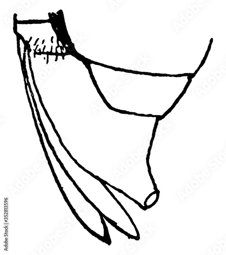 Tree-hopper, vintage illustration.