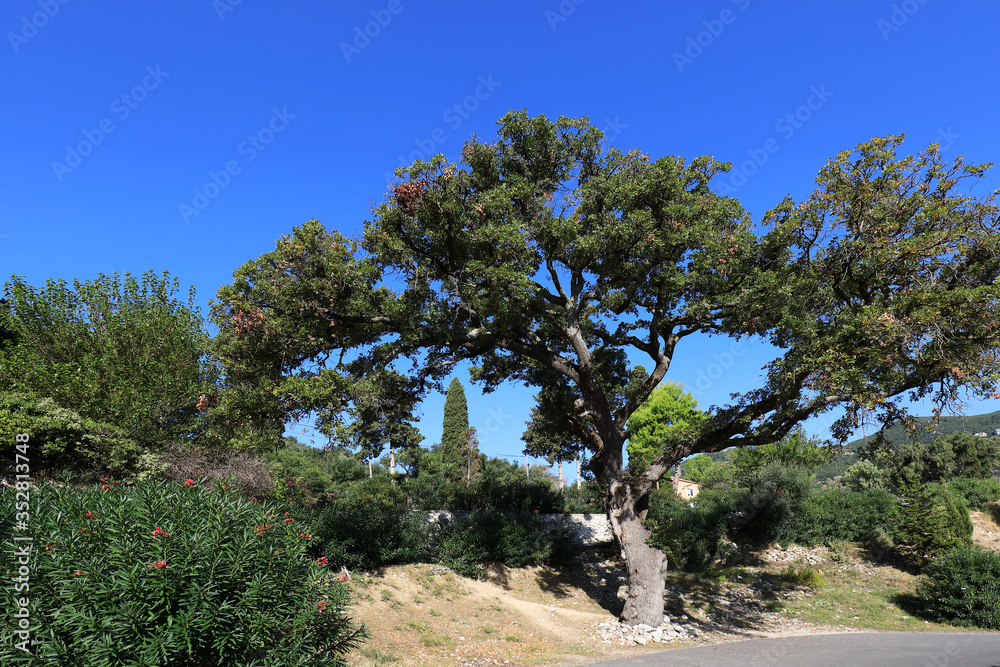 Fototapeta premium Old oak tree