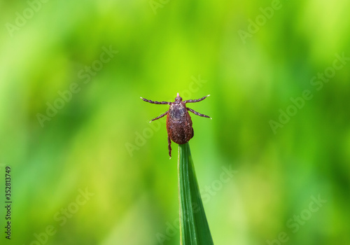 Tick brown sits on green blade of grass stalk in spring forest photo