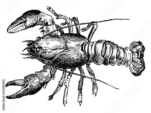 Lobster, vintage illustration.