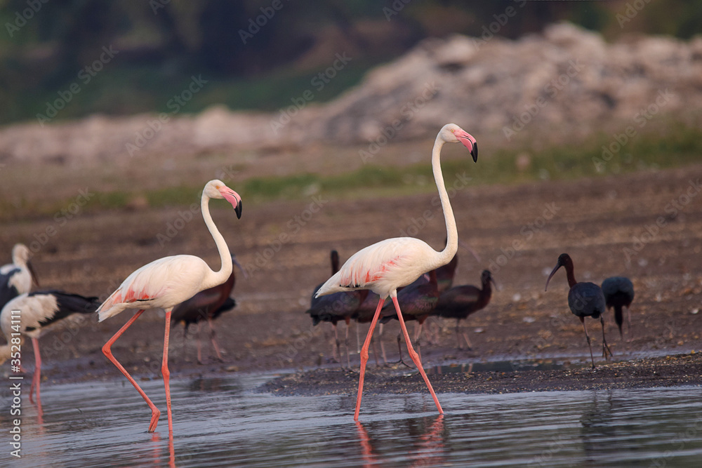 Greater Flamingos, Phoenicopterus roseus, Bhigwan, Maharashtra, India