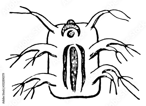 Louse, vintage illustration.