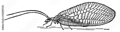 Lacewing fly, vintage illustration.