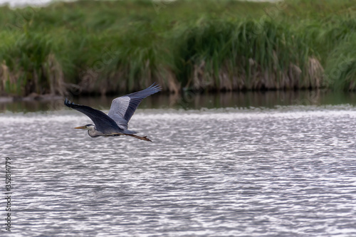 Gray heron fly and hunting on the lake