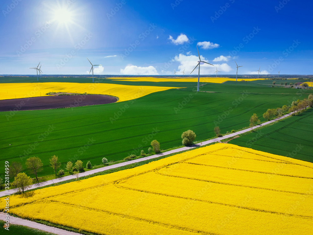 Fototapeta premium Aerial landscape of the yellow rapeseed field under blue sky, Poland